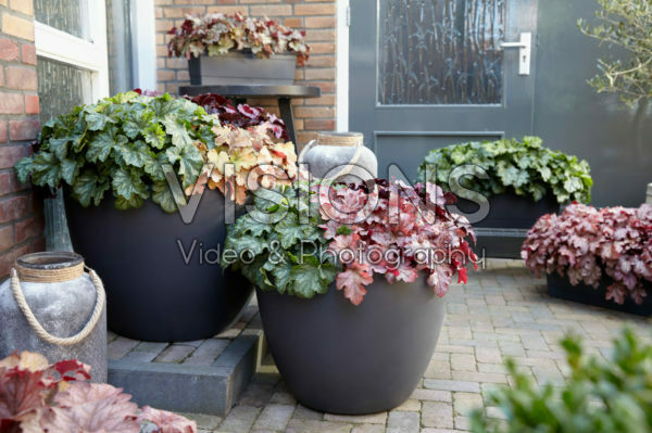 Heuchera Carnival Heuchera Carnival