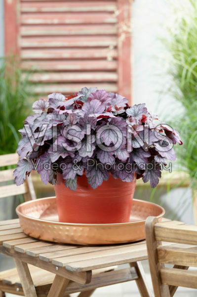 Heuchera Carnival Heuchera Carnival