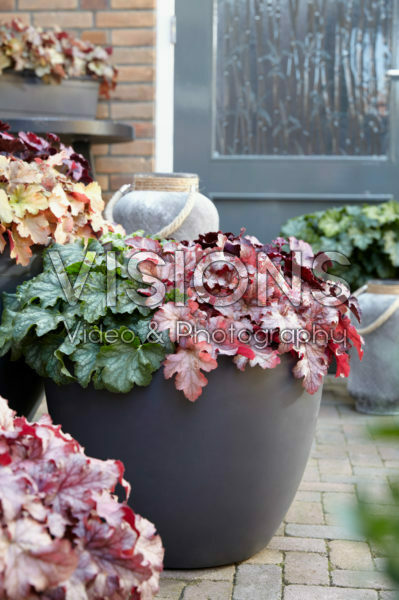 Heuchera Carnival