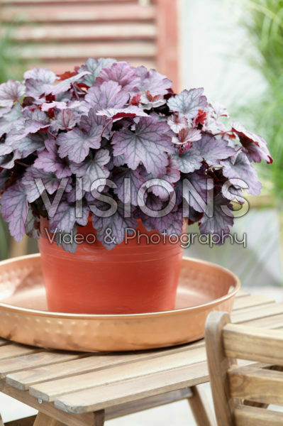 Heuchera Carnival Heuchera Carnival