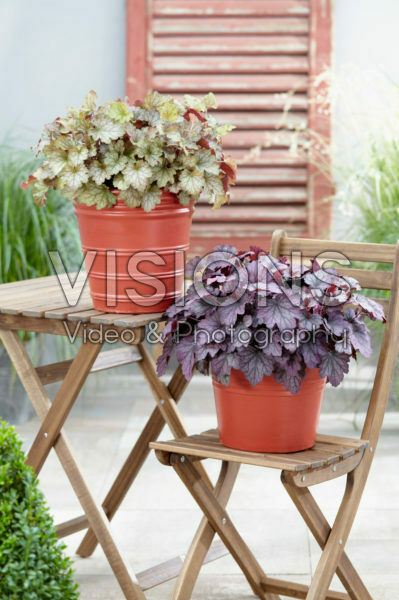 Heuchera Carnival Heuchera Carnival