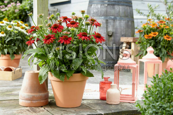 Echinacea Sombrero Red Echinacea Sombrero Red