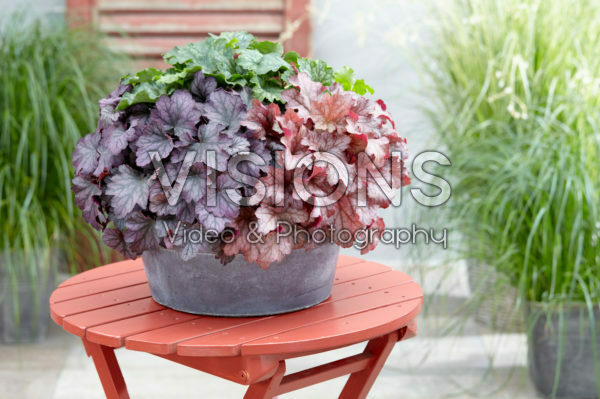 Heuchera Carnival Heuchera Carnival
