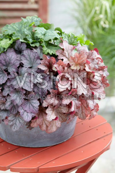 Heuchera Carnival Heuchera Carnival