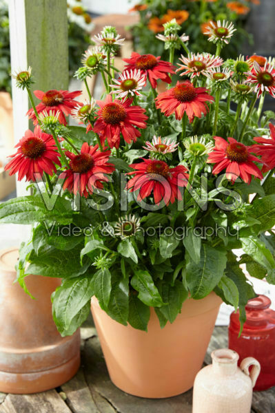 Echinacea Sombrero Red Echinacea Sombrero Red