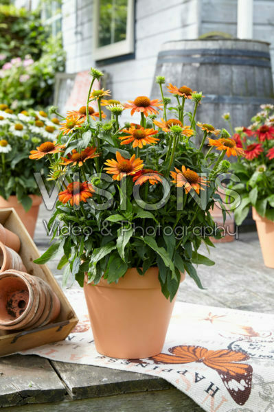 Echinacea Sombrero Orange Echinacea Sombrero Orange