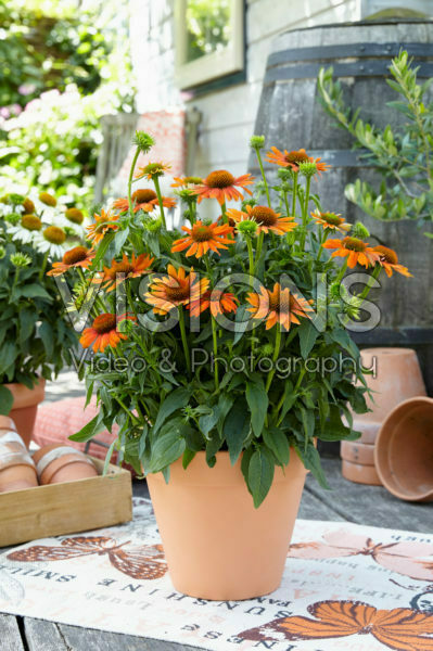 Echinacea Sombrero Orange Echinacea Sombrero Orange
