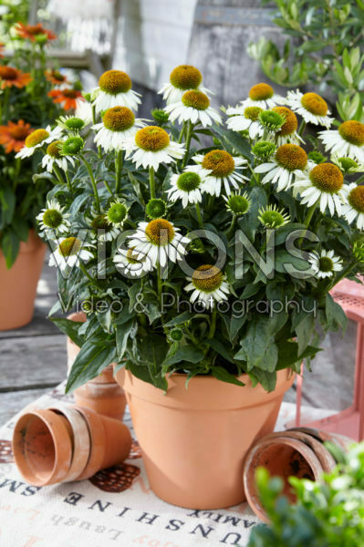 Echinacea Sombrero White Echinacea Sombrero White