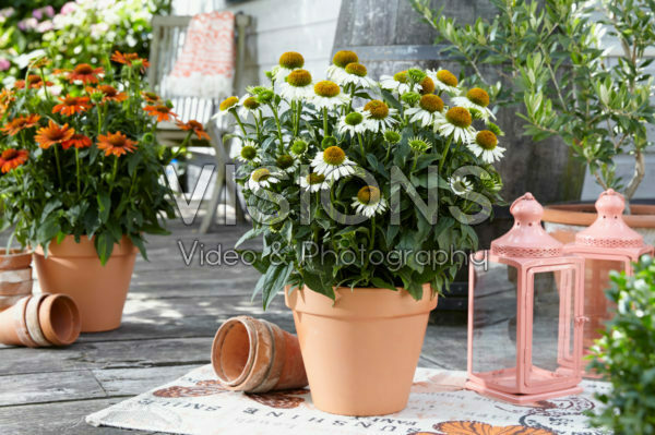 Echinacea Sombrero White Echinacea Sombrero White