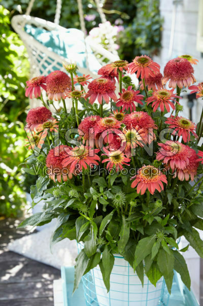 Echinacea Double Scoop Raspberry Echinacea Double Scoop Raspberry
