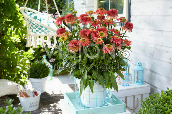 Echinacea Double Scoop Raspberry Echinacea Double Scoop Raspberry