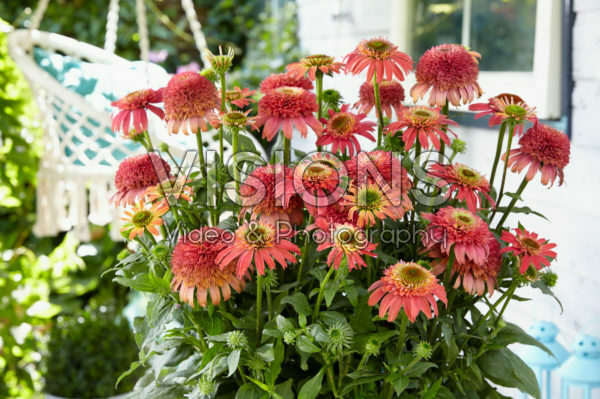 Echinacea Double Scoop Raspberry Echinacea Double Scoop Raspberry