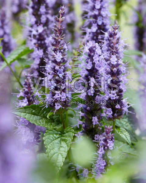 Agastache Little Adder Agastache Little Adder