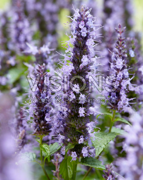 Agastache Little Adder Agastache Little Adder