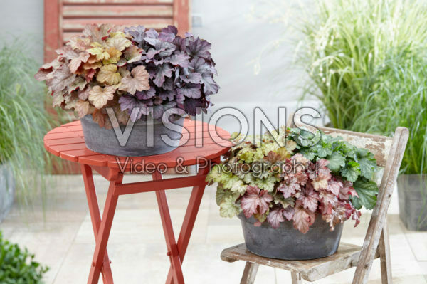 Heuchera Carnival Heuchera Carnival