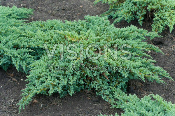 Juniperus squamata Little Joanna