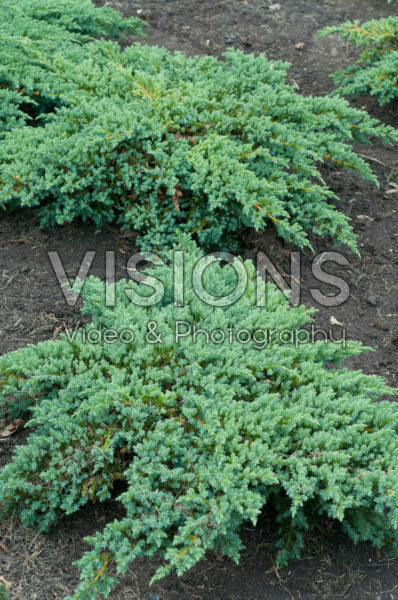 Juniperus squamata Little Joanna Juniperus squamata Little Joanna