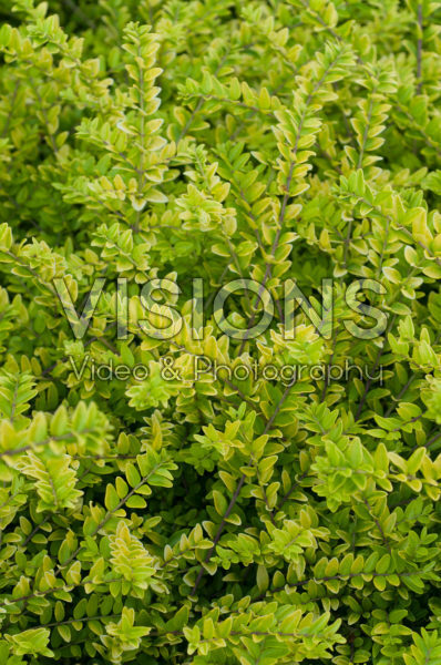 Lonicera nitida Golden Glow Lonicera nitida Golden Glow