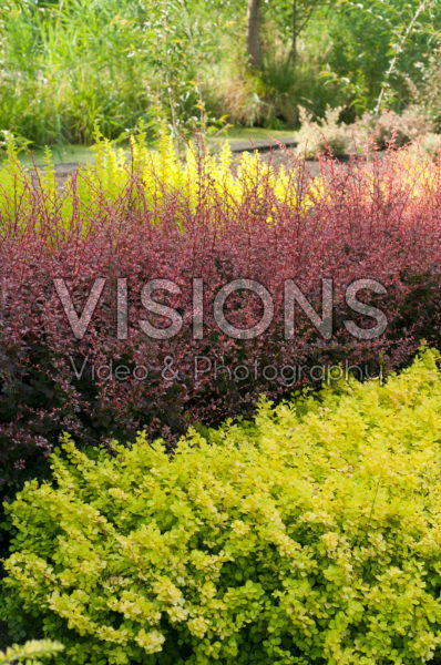 Berberis thunbergii Golden Horizon, Flamingo and Maria Berberis thunbergii Golden Horizon, Flamingo and Maria
