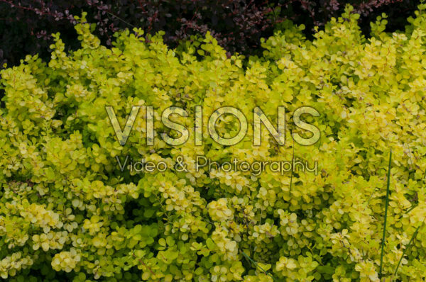 Berberis thunbergii Golden Horizont Berberis thunbergii Golden Horizont