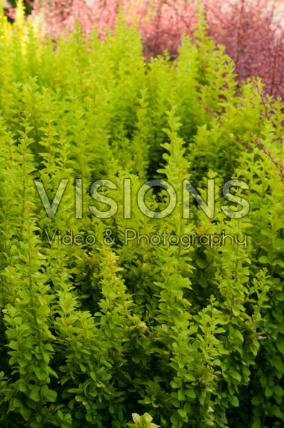 Berberis thunbergii Maria Berberis thunbergii Maria