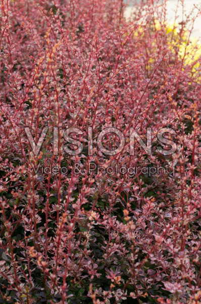 Berberis thunbergii Flamingo ® Berberis thunbergii Flamingo ®