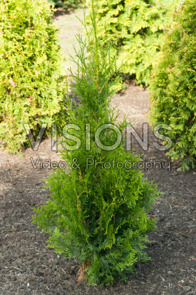 Thuja occidentalis Golden Smaragd Thuja occidentalis Golden Smaragd