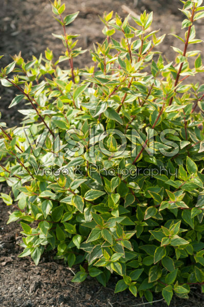 Abelia x grandiflora Happy Daydream Abelia x grandiflora Happy Daydream