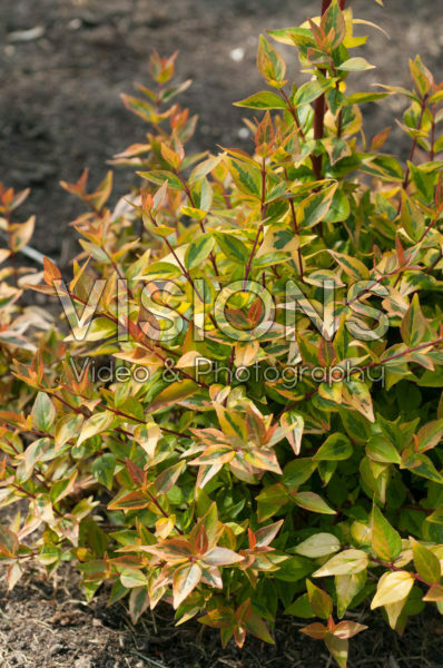 Abelia x grandiflora Kaleidoscope Abelia x grandiflora Kaleidoscope