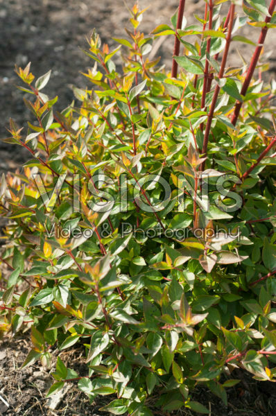 Abelia x grandiflora Sherwood Abelia x grandiflora Sherwood