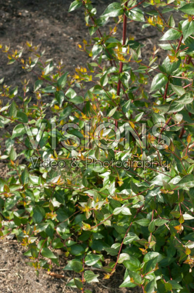 Abelia x grandiflora Nana Abelia x grandiflora Nana