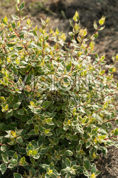 Abelia x grandiflora Sparkling Silver Abelia x grandiflora Sparkling Silver