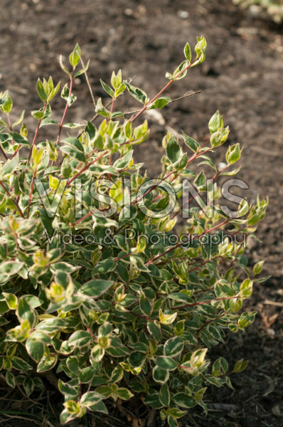 Abelia x grandiflora Bella Donna Abelia x grandiflora Bella Donna