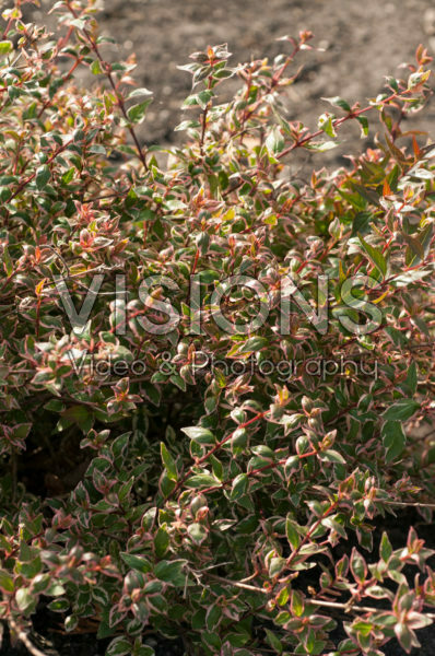 Abelia × grandiflora Magic Daydream Abelia × grandiflora Magic Daydream