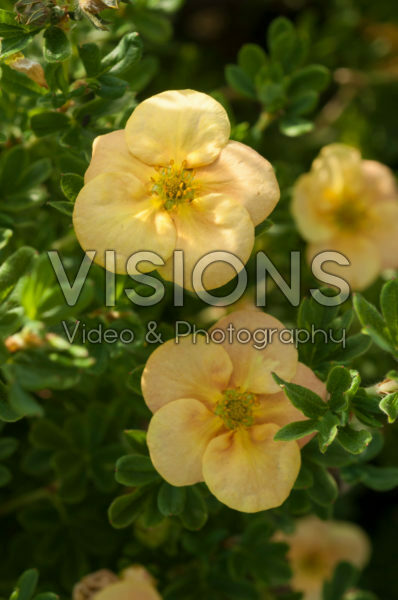 Potentilla fruticosa Orange Lady Potentilla fruticosa Orange Lady