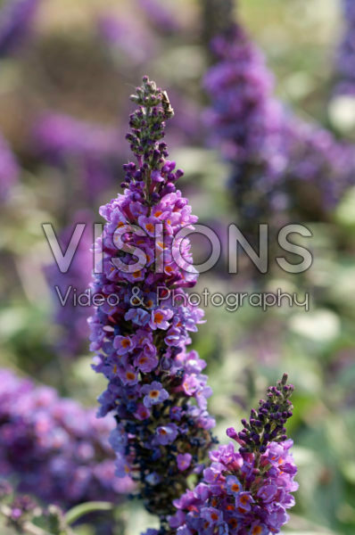 Buddleja Lilac Chip Buddleja Lilac Chip