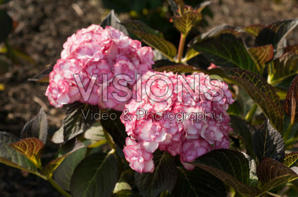 Hydrangea macrophylla Miss Saori® Hydrangea macrophylla Miss Saori®