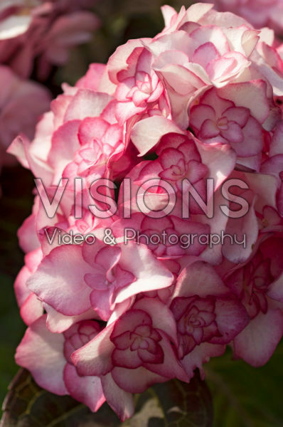 Hydrangea macrophylla Miss Saori®