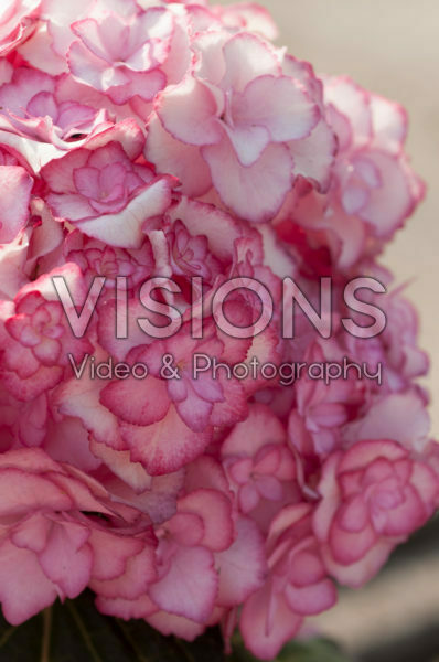 Hydrangea macrophylla Miss Saori®