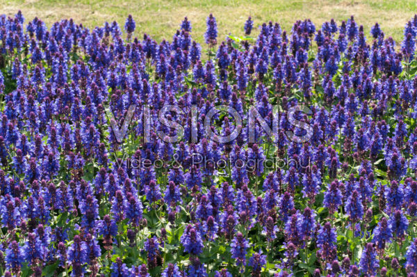 Salvia x sylvestris Blue Marvel Salvia x sylvestris Blue Marvel