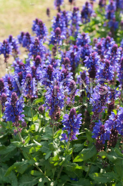 Salvia x sylvestris Blue Marvel