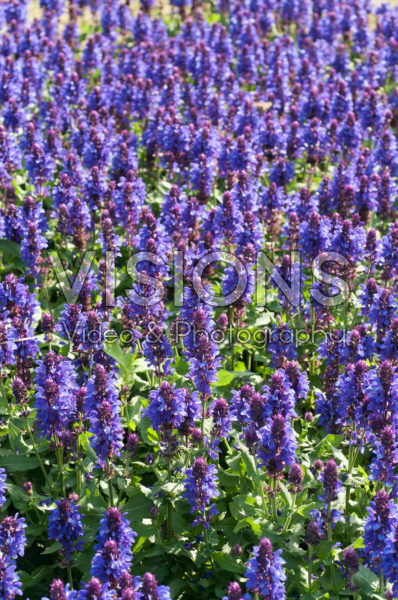 Salvia x sylvestris Blue Marvel Salvia x sylvestris Blue Marvel