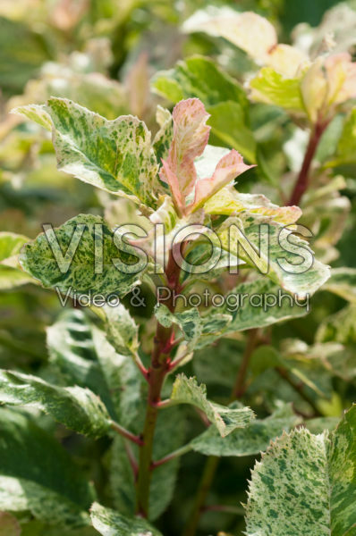 Photinia serratifolia Pink Crispy Photinia serratifolia Pink Crispy
