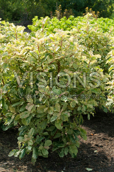 Photinia serratifolia Pink Crispy Photinia serratifolia Pink Crispy