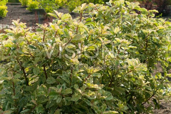 Photinia serratifolia Pink Crispy