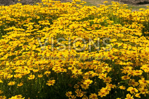 Coreopsis Ka-Pow® Golden Yellow