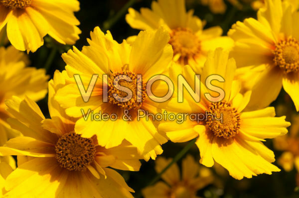 Coreopsis Ka-Pow® Golden Yellow Coreopsis Ka-Pow® Golden Yellow