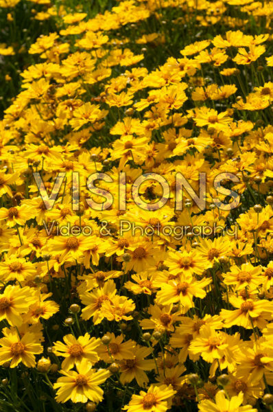 Coreopsis Ka-Pow® Golden Yellow