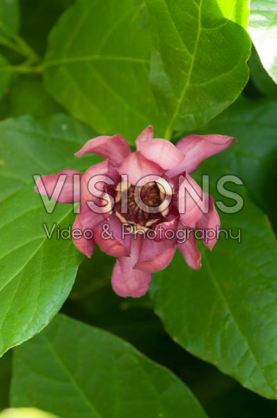 Calycanthus x raulstonii Aphrodite Calycanthus x raulstonii Aphrodite