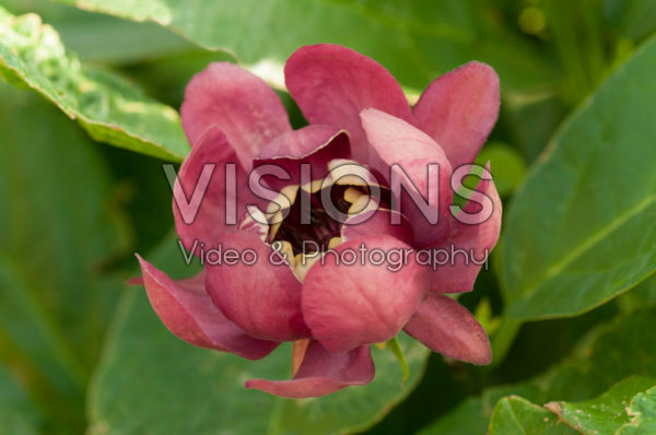 Calycanthus x raulstonii Aphrodite